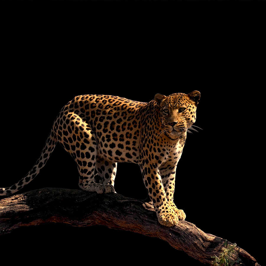 Leopard Fototapete auf einem Ast stehend auf Matt Glattvlies
