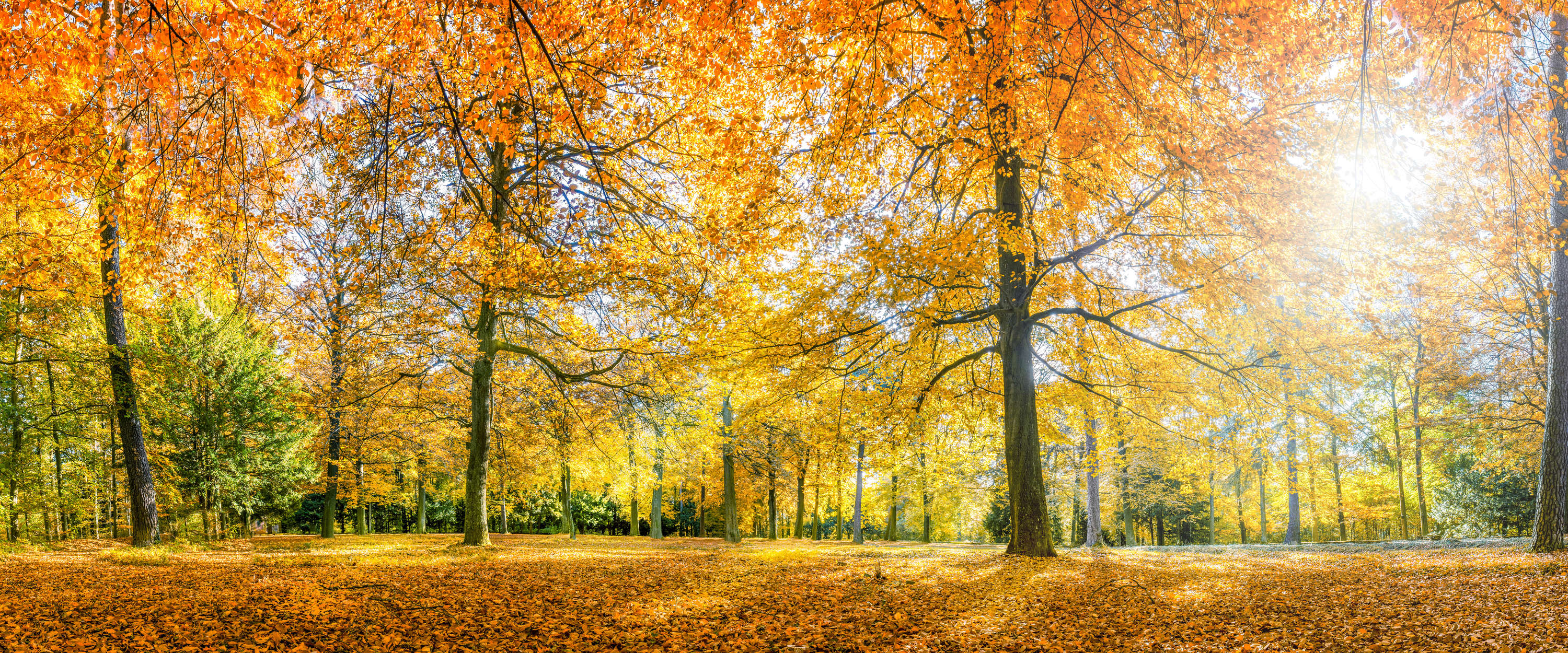             Fototapete Wald im Herbst mit gelben Laubbäumen
        