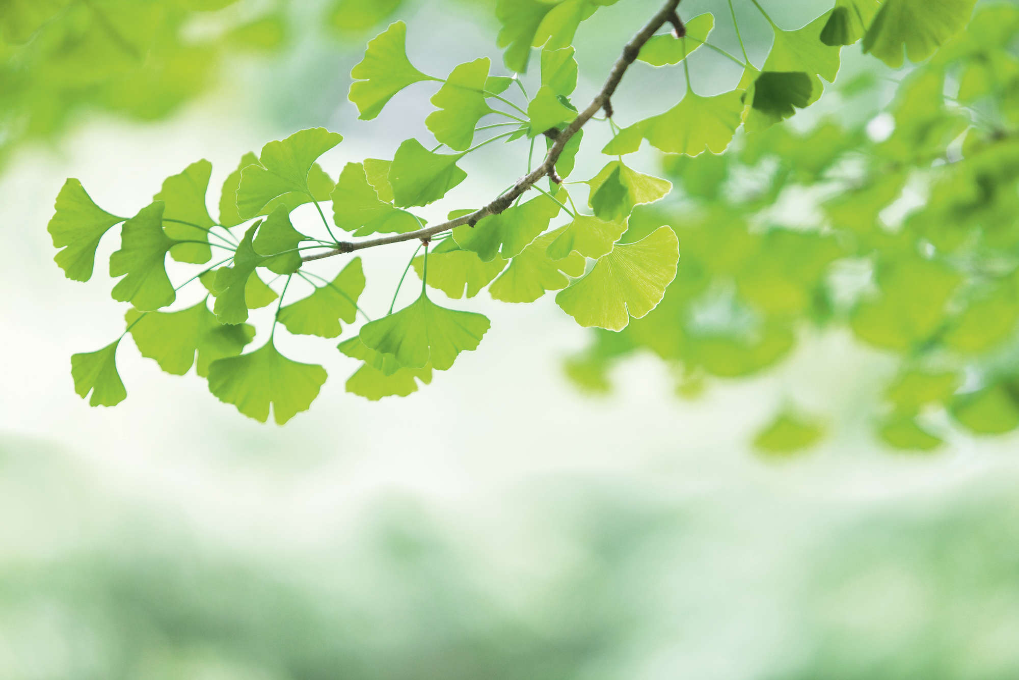             Ginkgo – Fototapete Blätterzweig Frühlingsgrün
        