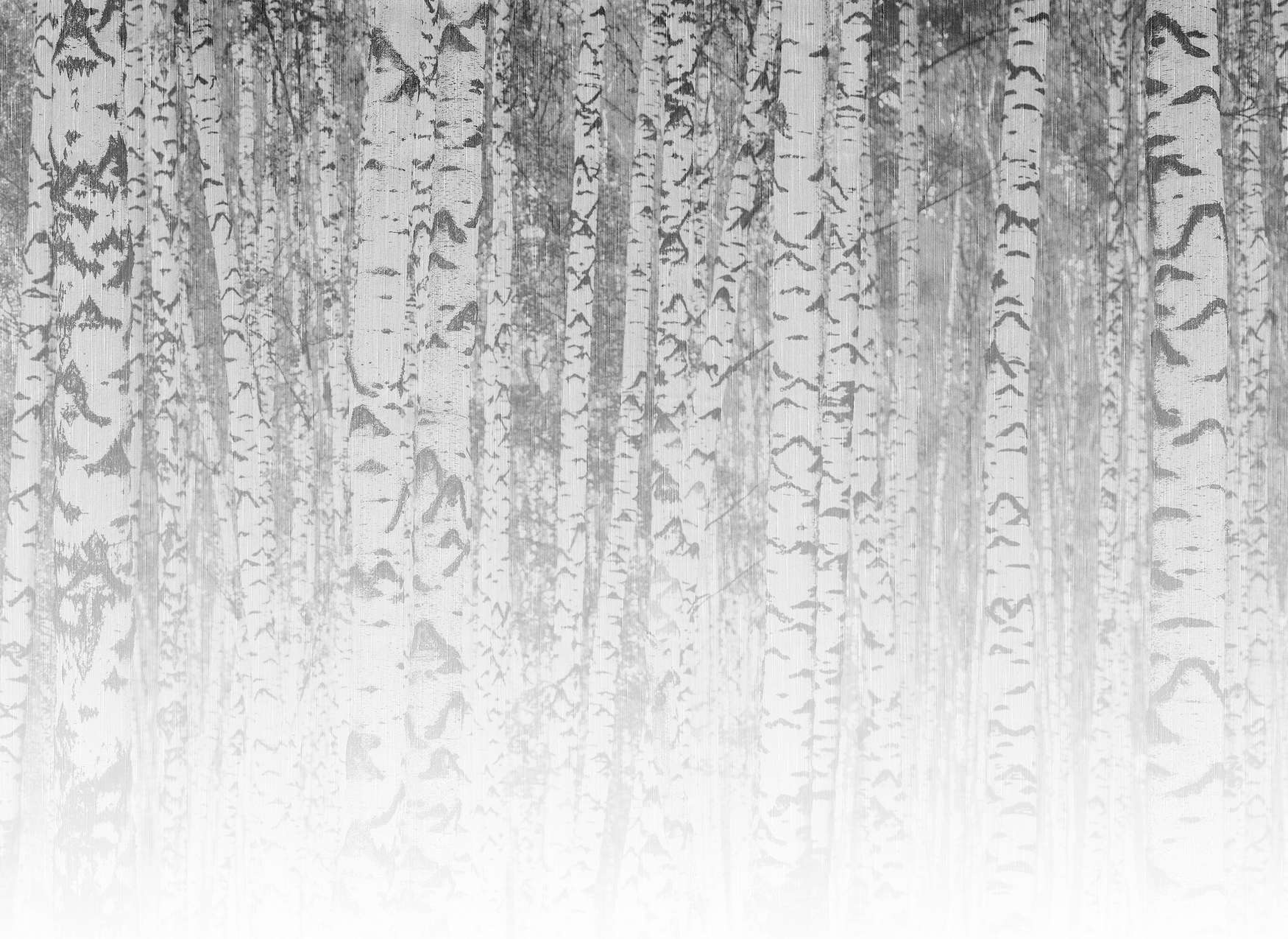             Fototapete helle Birken Baumstämme im nebligen Wald – Schwarz-Weiß
        