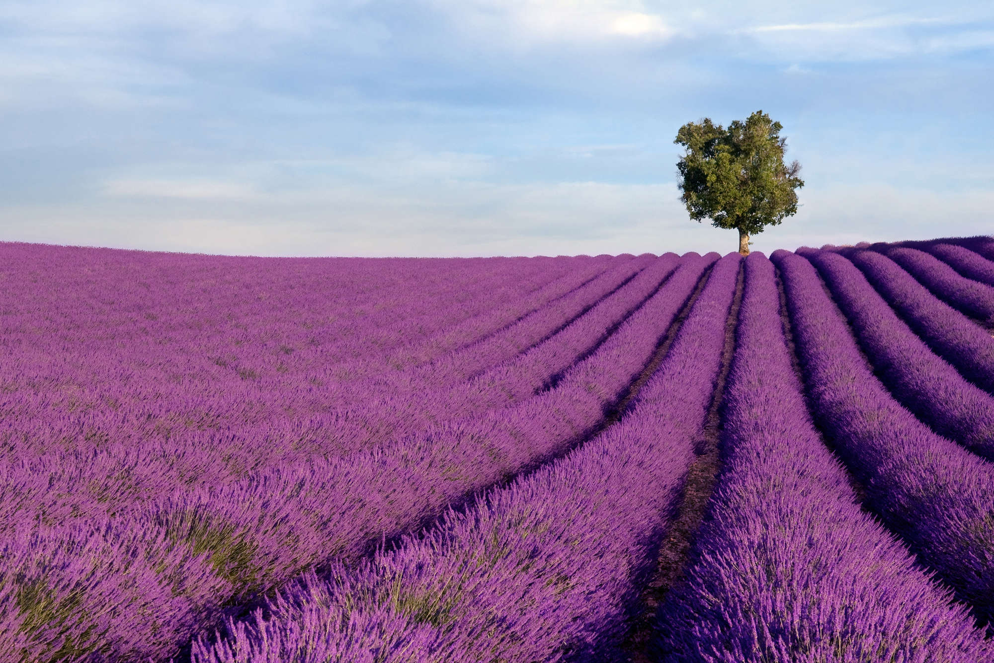             Natur Fototapete Lavendelfeld – Mattes Glattvlies
        