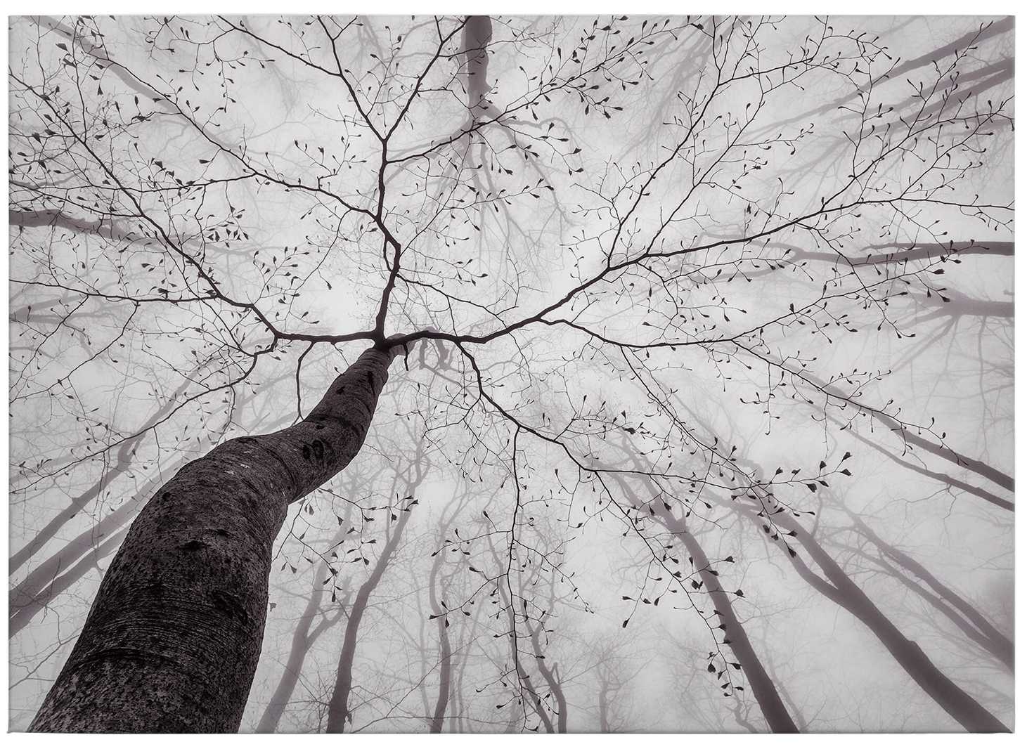             Schwarz-Weiß Leinwandbild Baumspitzen im Nebel – 0,70 m x 0,50 m
        
