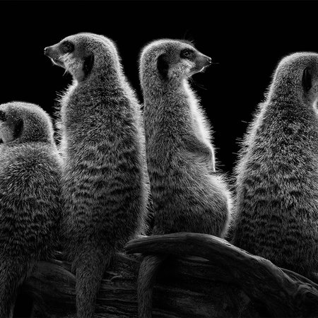         Fototapete Erdmännchen vor schwarzem Hintergrund
    
