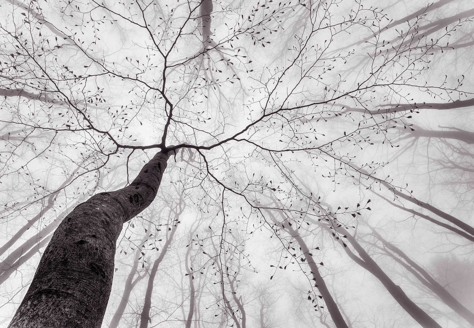 Natur Fototapete Baumkronen im Nebel – Grau, Weiß
