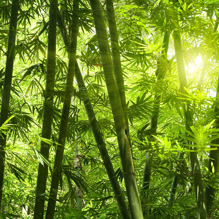 Natur Fototapete Bambuswald Motiv auf Premium Glattvlies
