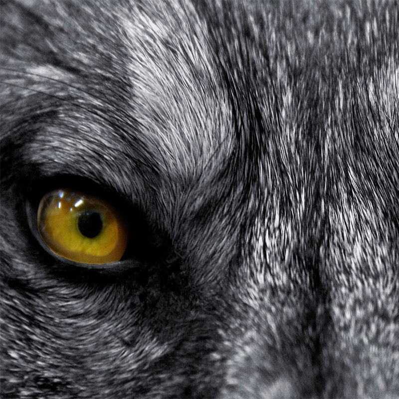 Tier Fototapete Nahaufnahme von Wolfsaugen – Strukturiertes Vlies
