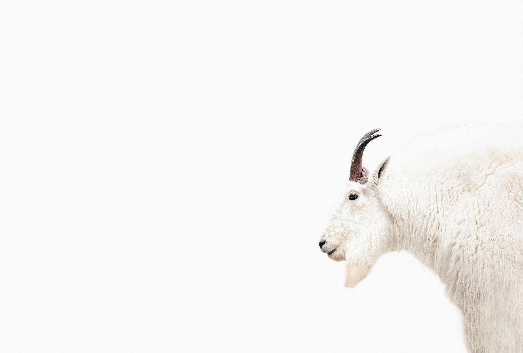             Weiße Fototapete mit Ziegen Portrait im XXL Design
        