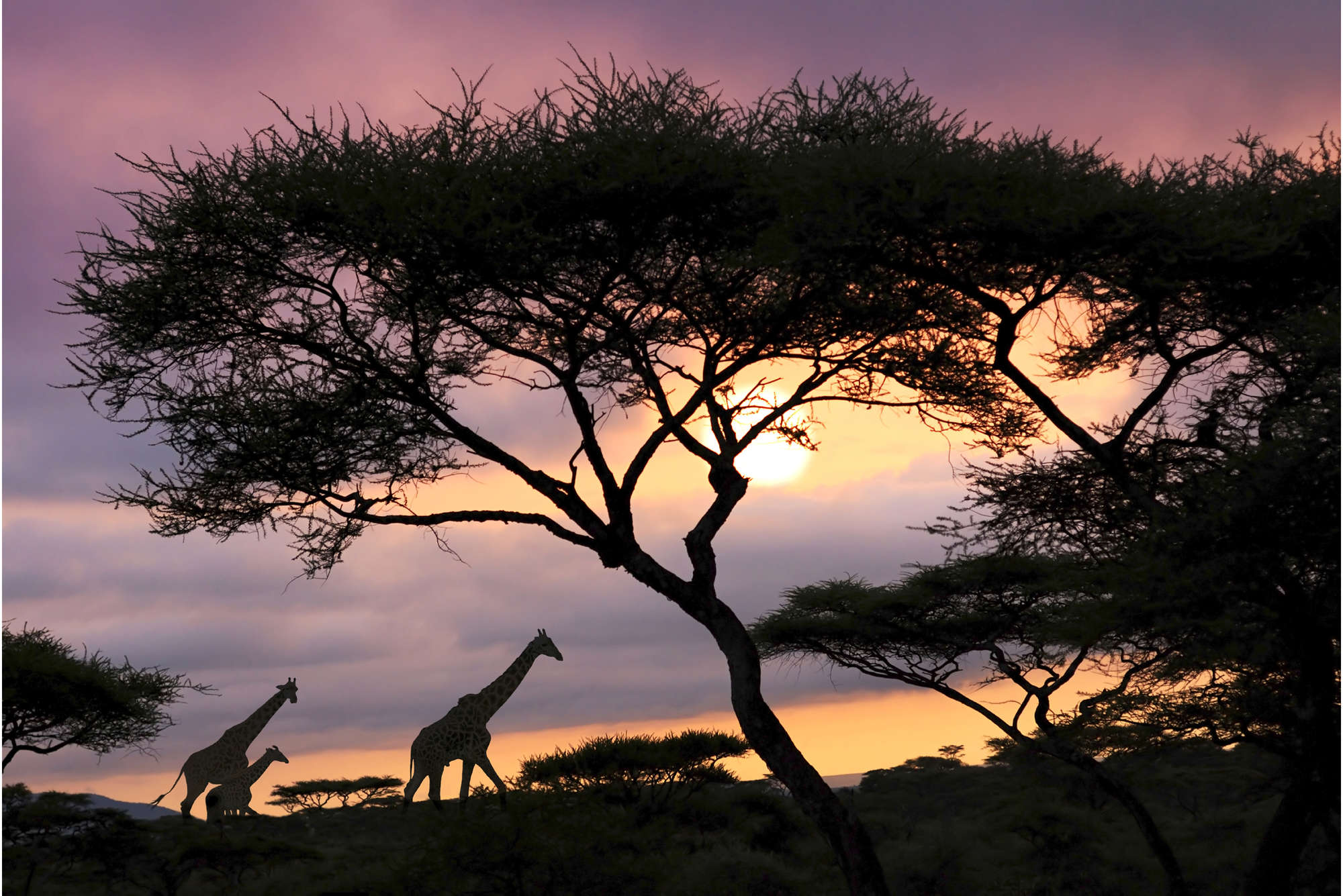             Fototapete Savanne mit Giraffen – Perlmutt Glattvlies
        