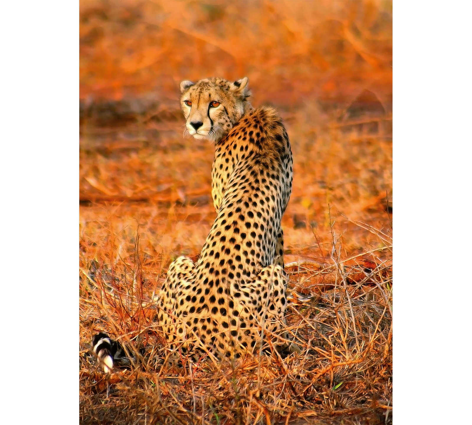             Safari Fototapete Tier Leopard – Gelb, Orange, Schwarz
        
