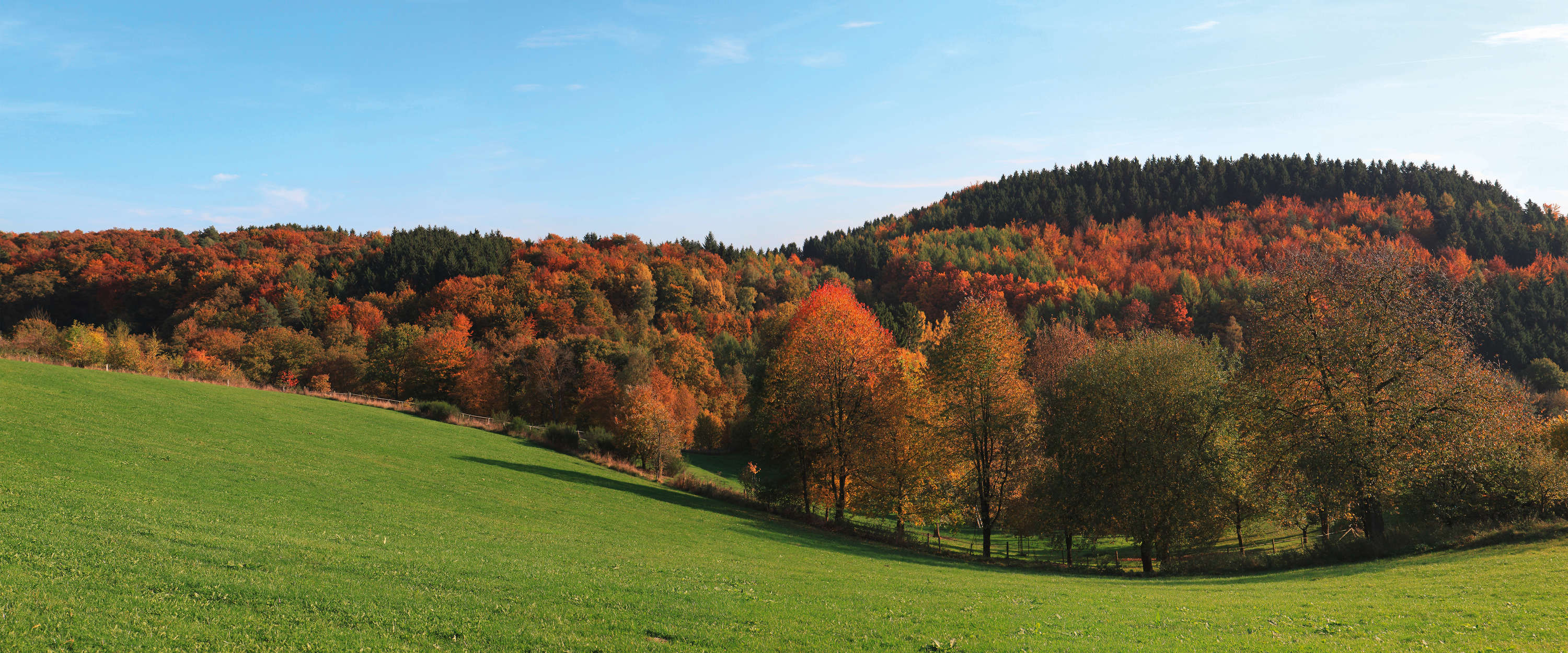             Fototapete Wald & Wiese – Bunter Laubwald im Herbst
        