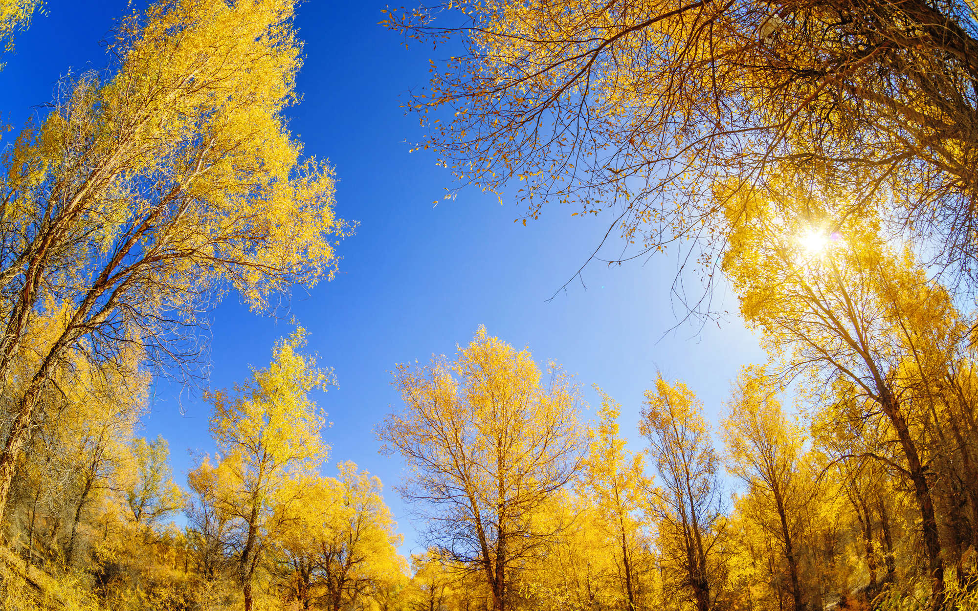             Natur Fototapete Laubwald im Herbst – Strukturiertes Vlies
        