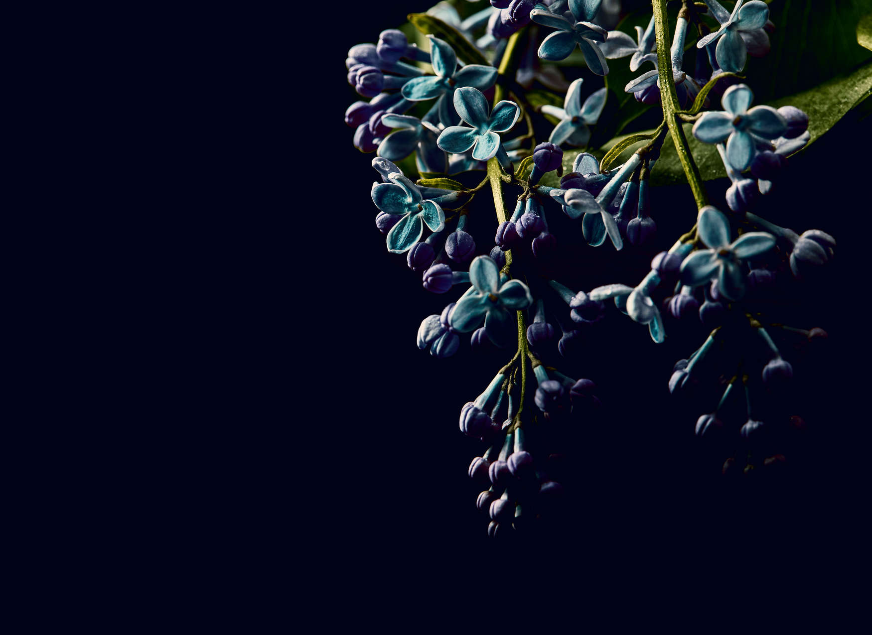             Fototapete Blumen auf schwarzen Hintergrund Close-Up – Blau, Grün, Schwarz
        