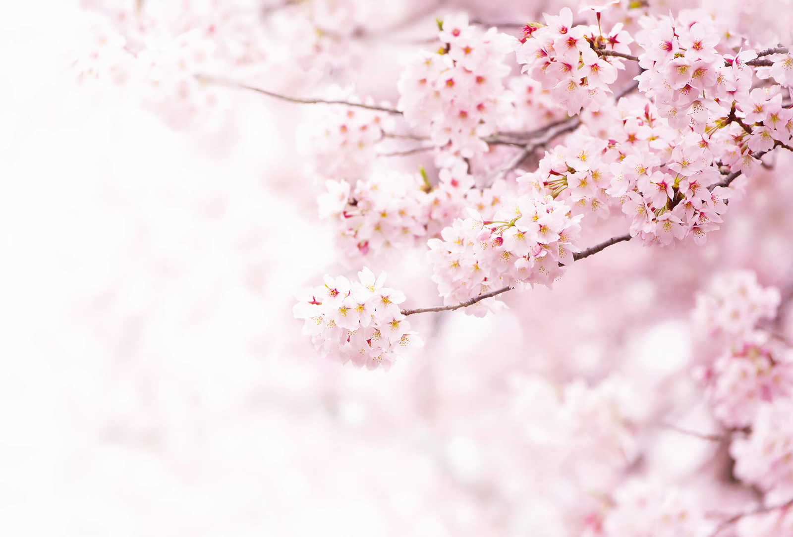         Fototapete rosa Blüten – Rosa, Weiß
    