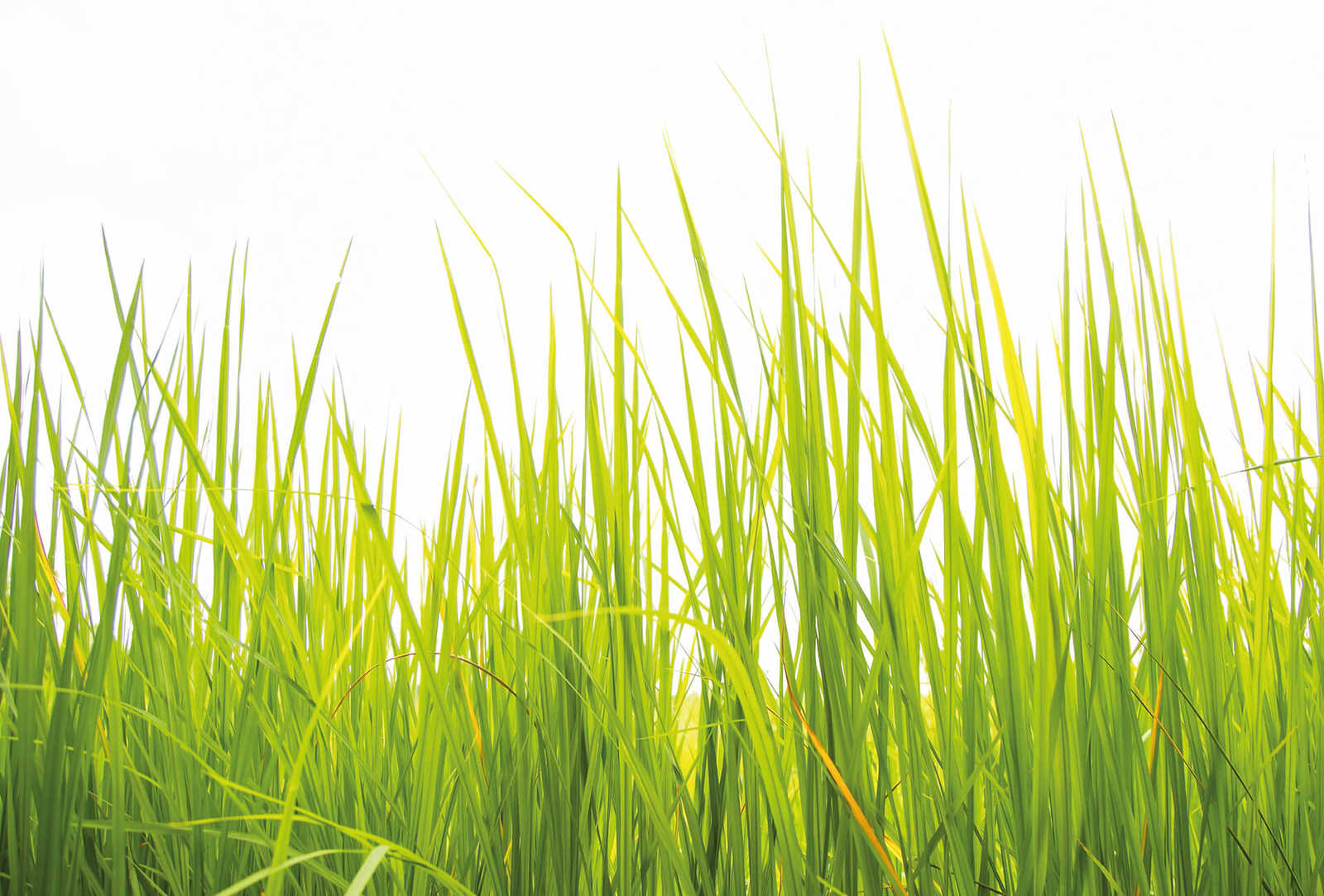         Fototapete hohes Gras im Wind – Grün
    