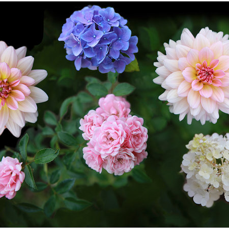         Blumen Fototapete mit detailreichen Blüten im XXL Format
    