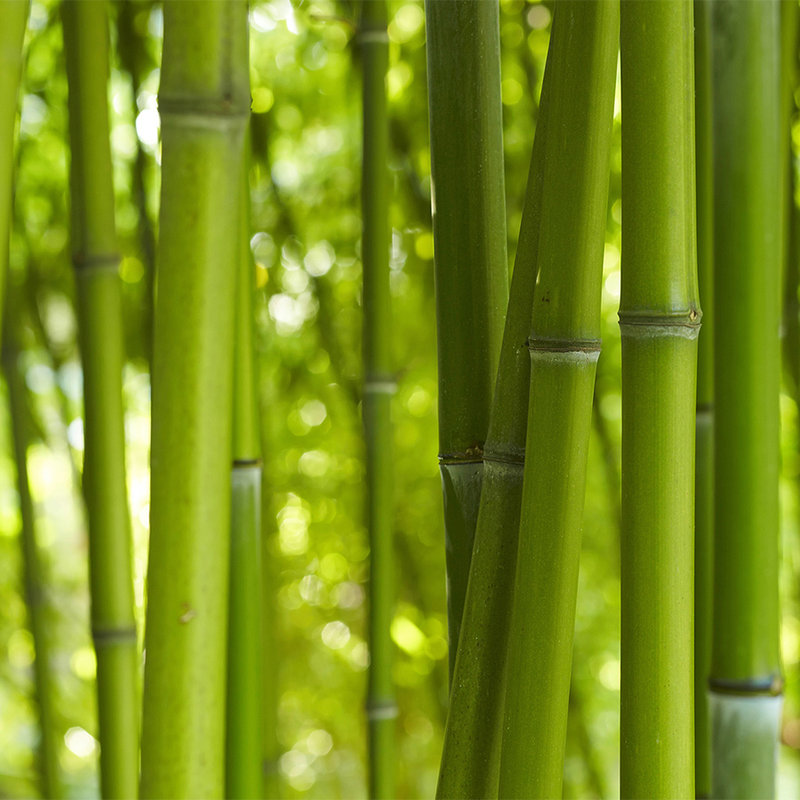 Fototapete Bambus in Grün – Strukturiertes Vlies

