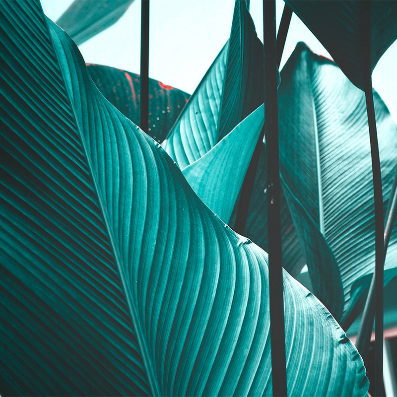 Fototapete Blätter tropisch Türkis – Blau, Schwarz
