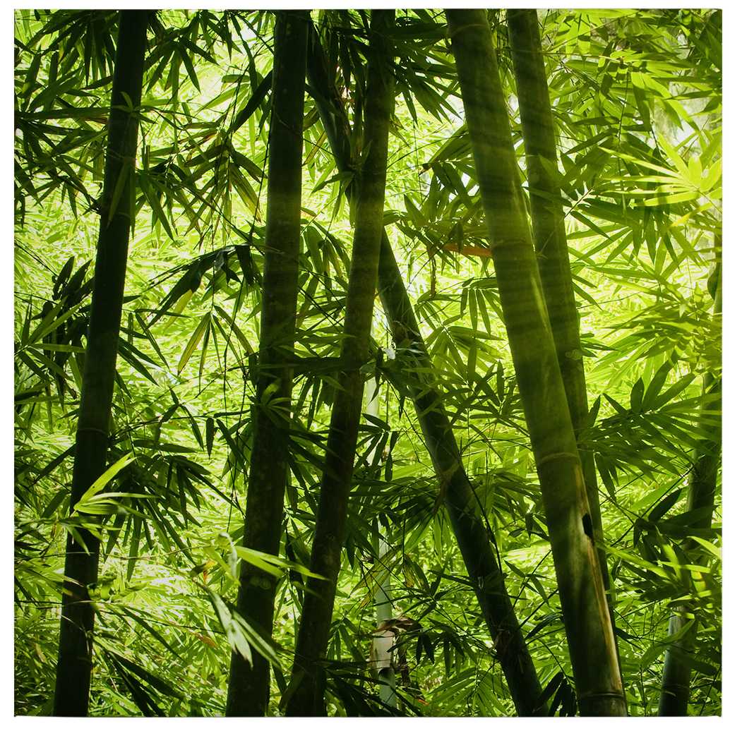            Quadratisches Leinwandbild Bambuswald und Sonnenschein – 0,50 m x 0,50 m
        