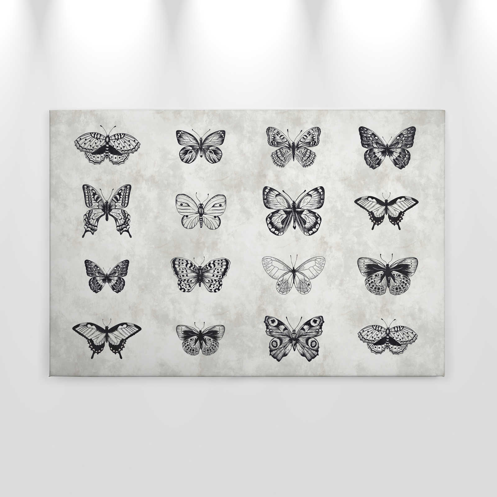             Schmetterling Leinwandbild Schwarz-Weiß Zeichnungen – 0,90 m x 0,60 m
        