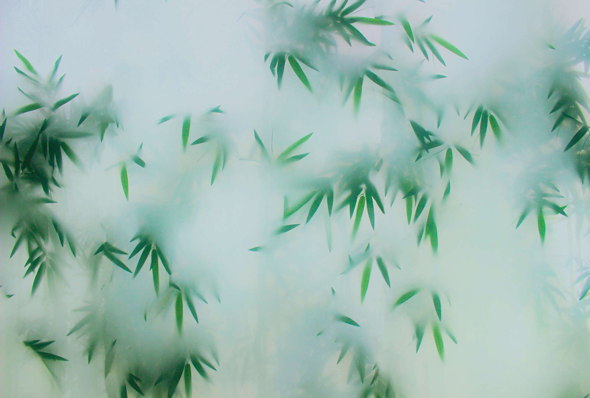             Panda Paradise 1 – Bambus Fototapete Grüne Blätter im Nebel
        