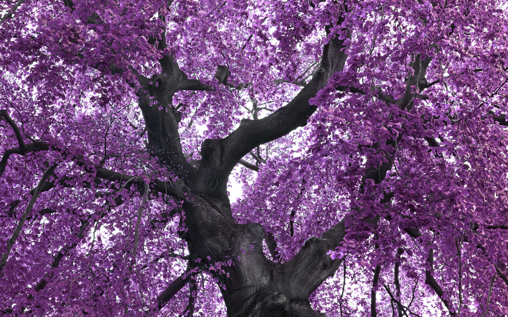             Fototapete Baum mit Lila Baumkrone – Premium Glattvlies
        