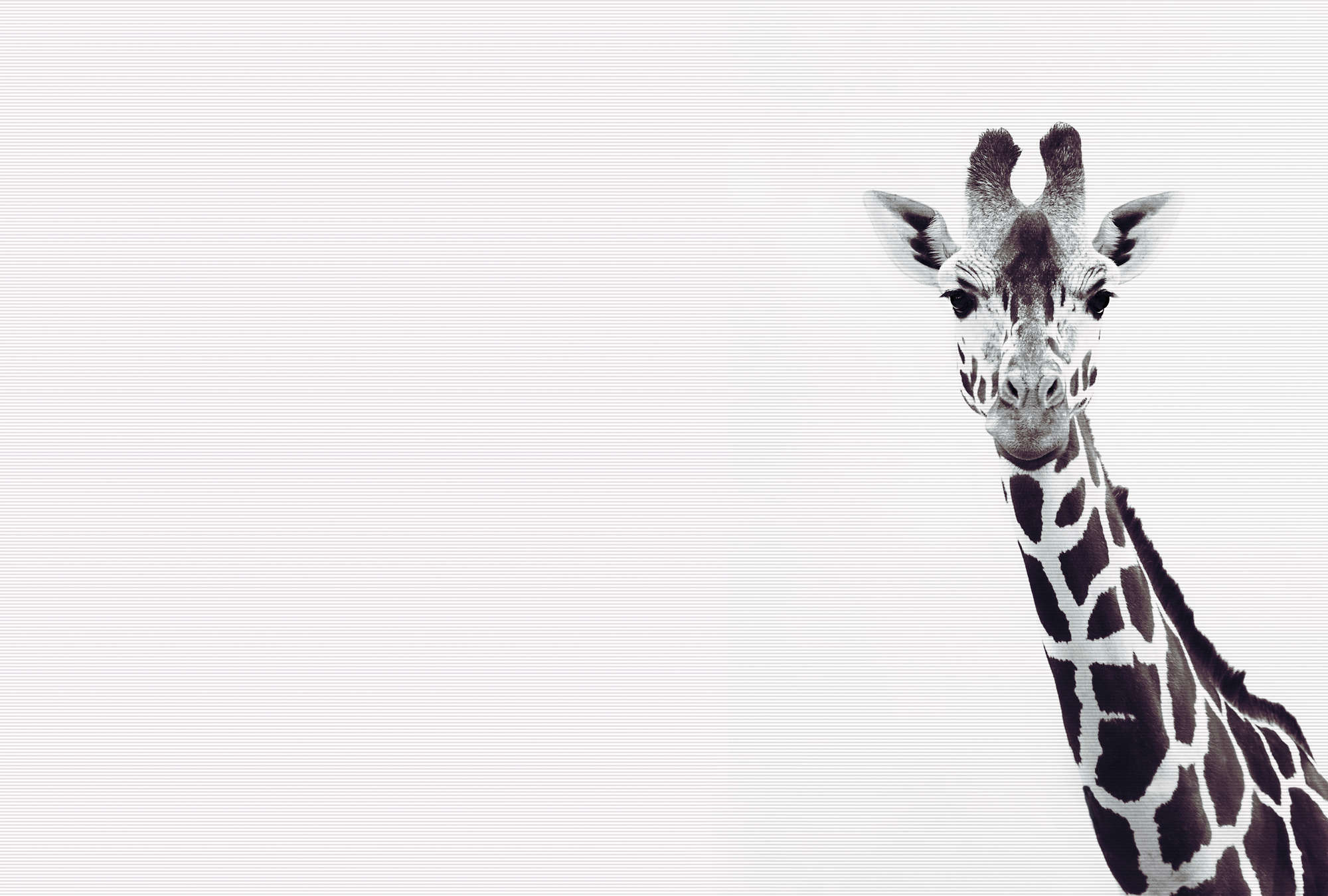             Giraffen Fototapete im XXL Schwarz-Weiß Design
        