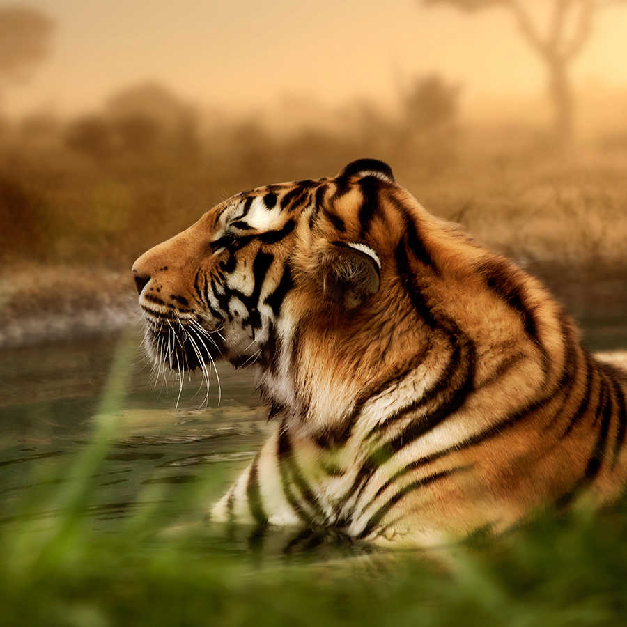 Tiger Fototapete in freier Wildbahn auf Perlmutt Glattvlies
