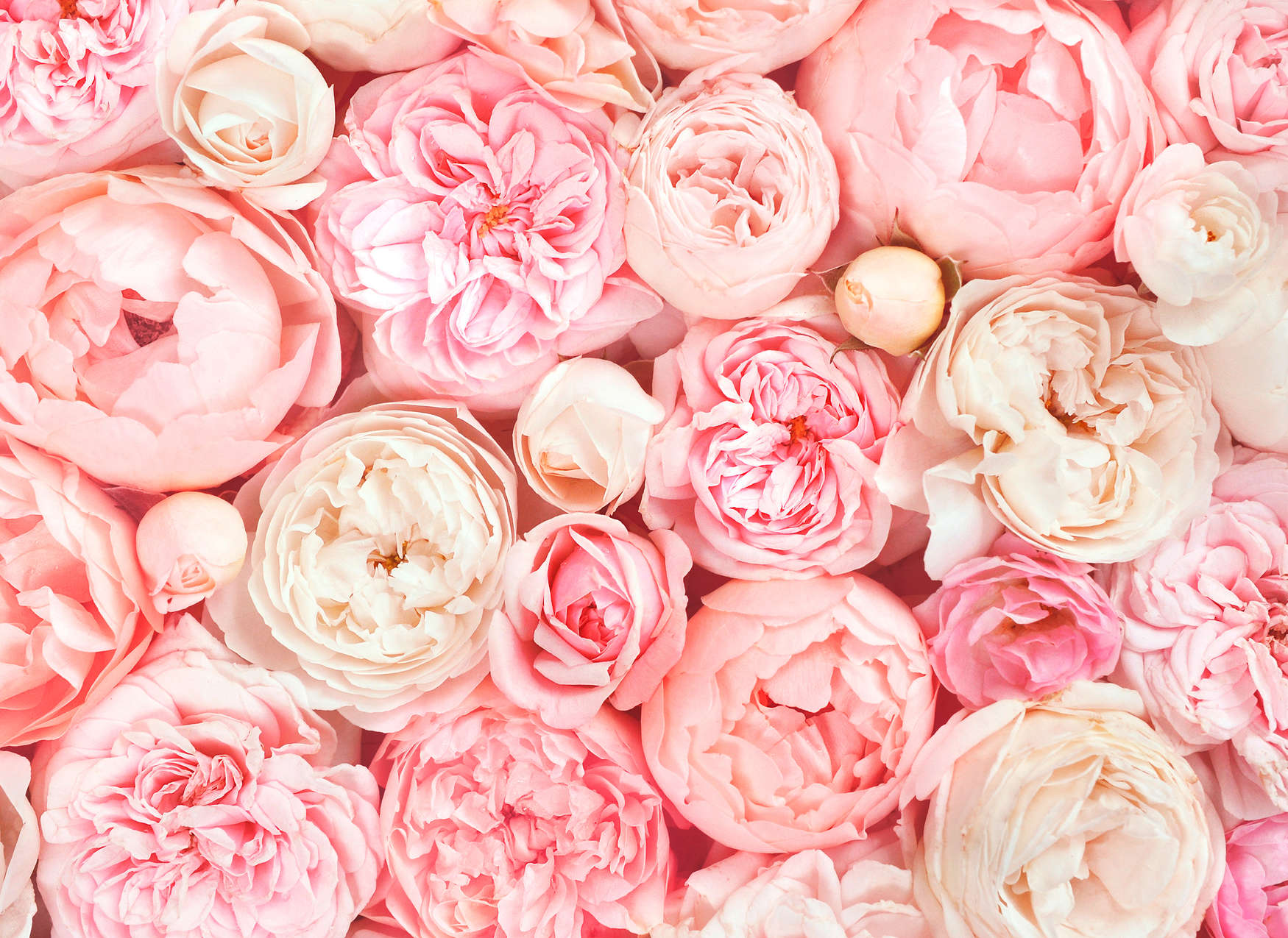             Fototapete mit Rosen Motiv – Rosa, Weiß, Creme
        