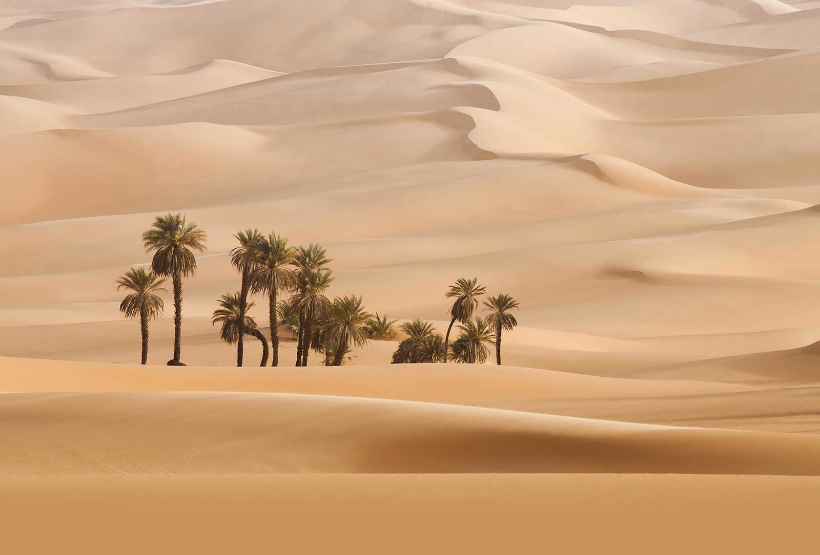 Fototapete Wüste mit Palmen – Beige
