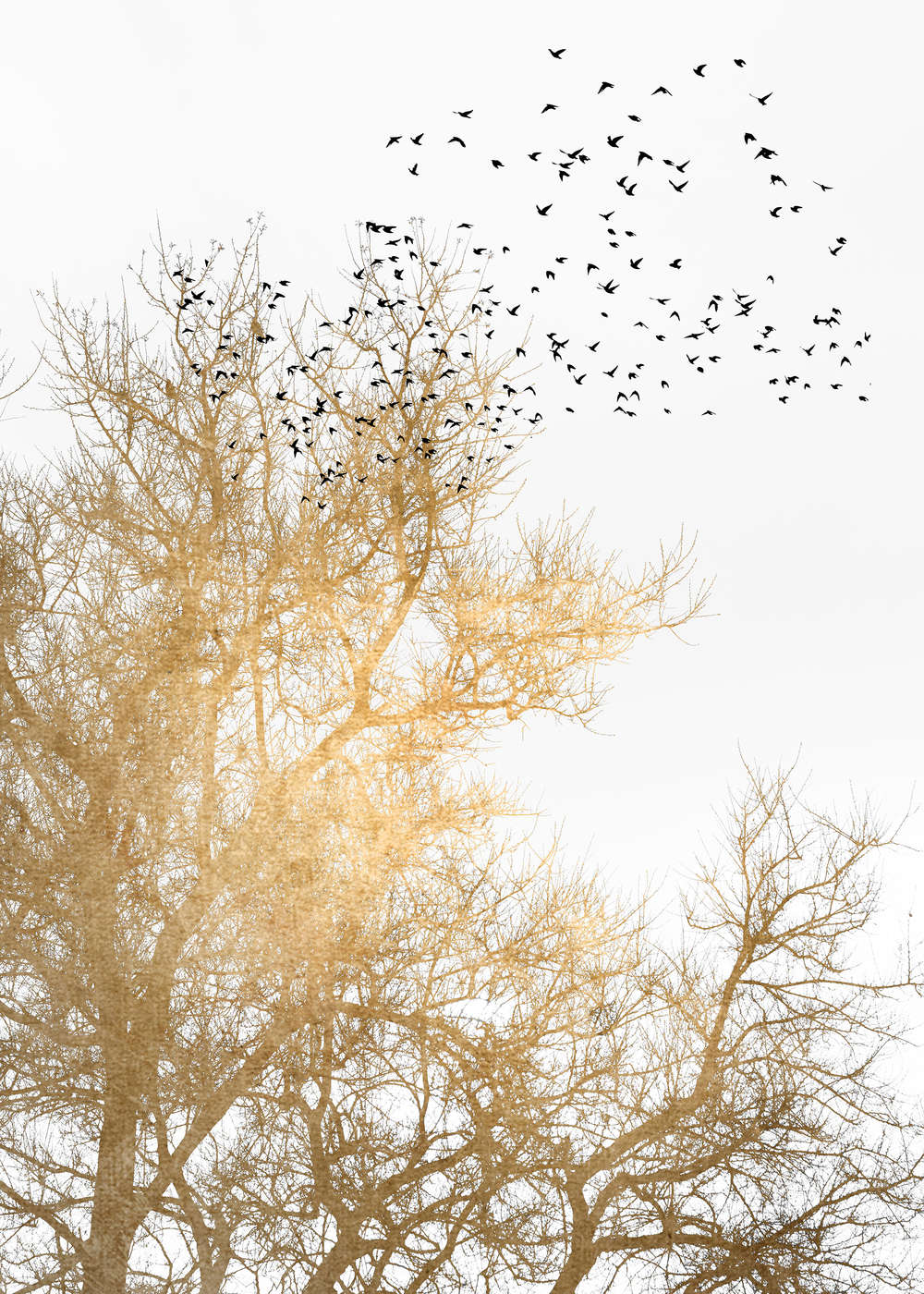             Fototapete mit goldenen Bäumen und Vogelschwarm
        