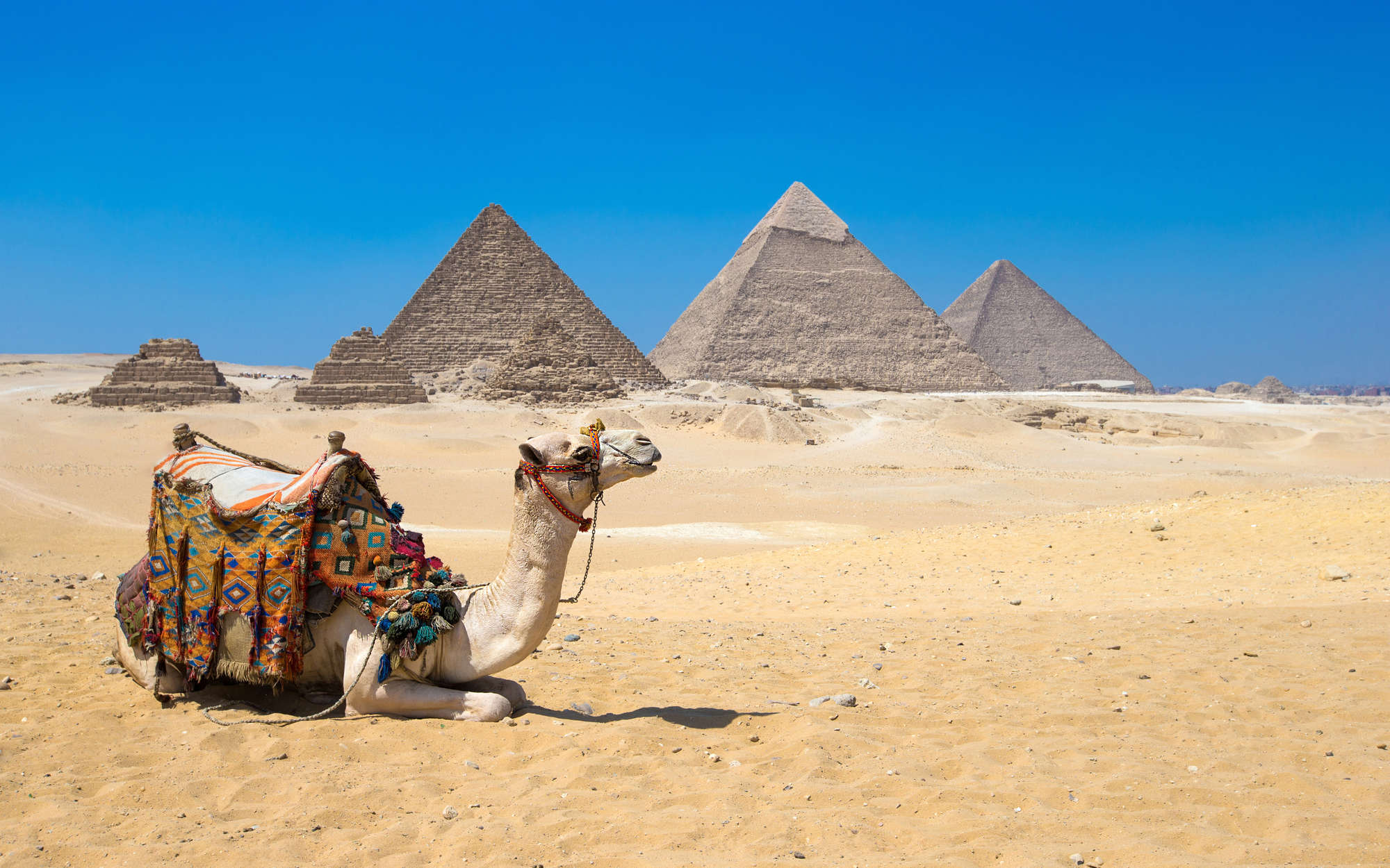             Fototapete Pyramiden von Gizeh mit Kamel – Mattes Glattvlies
        