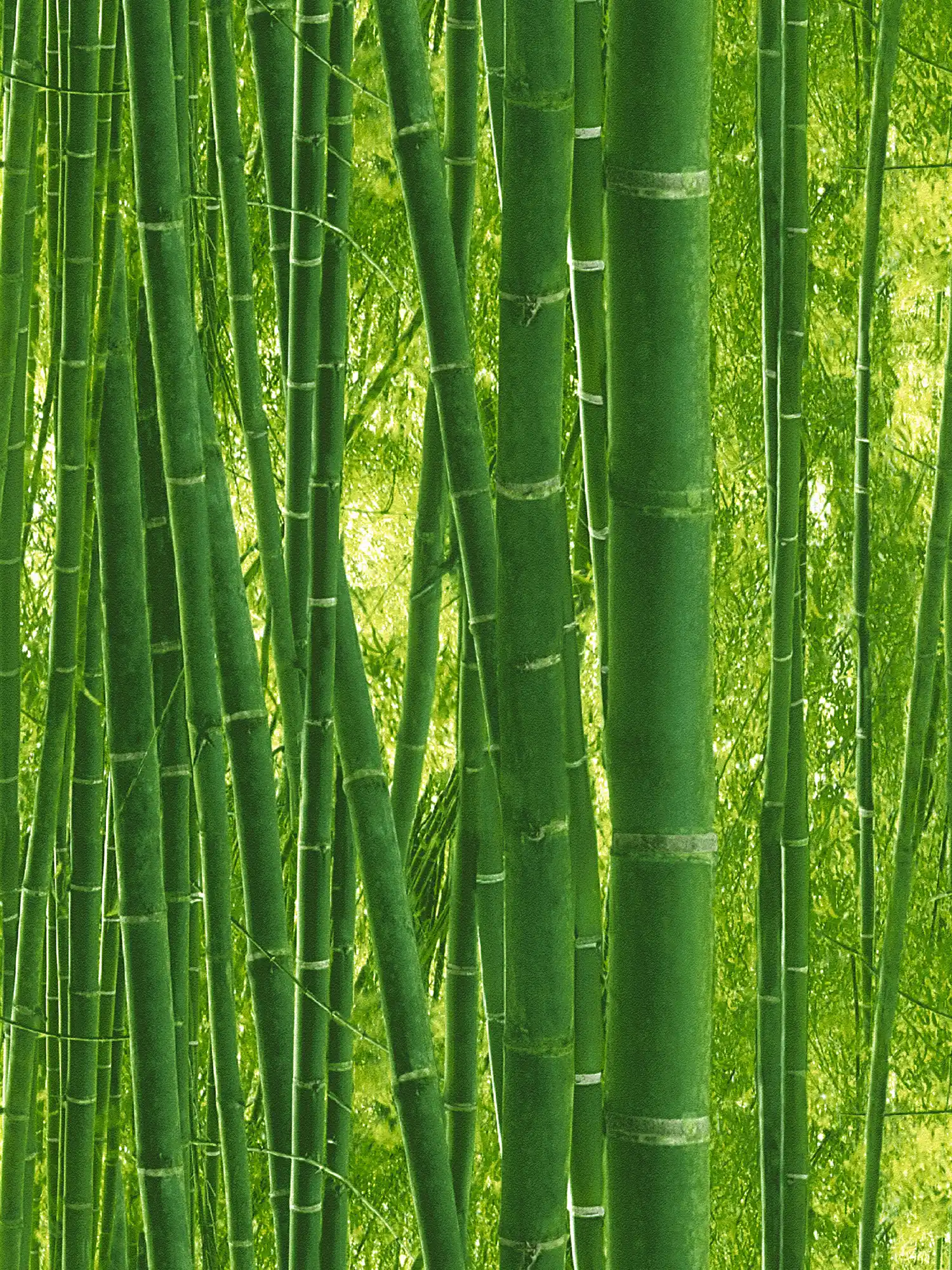         Bambus Tapete mit tropischem Waldmotiv – Grün
    