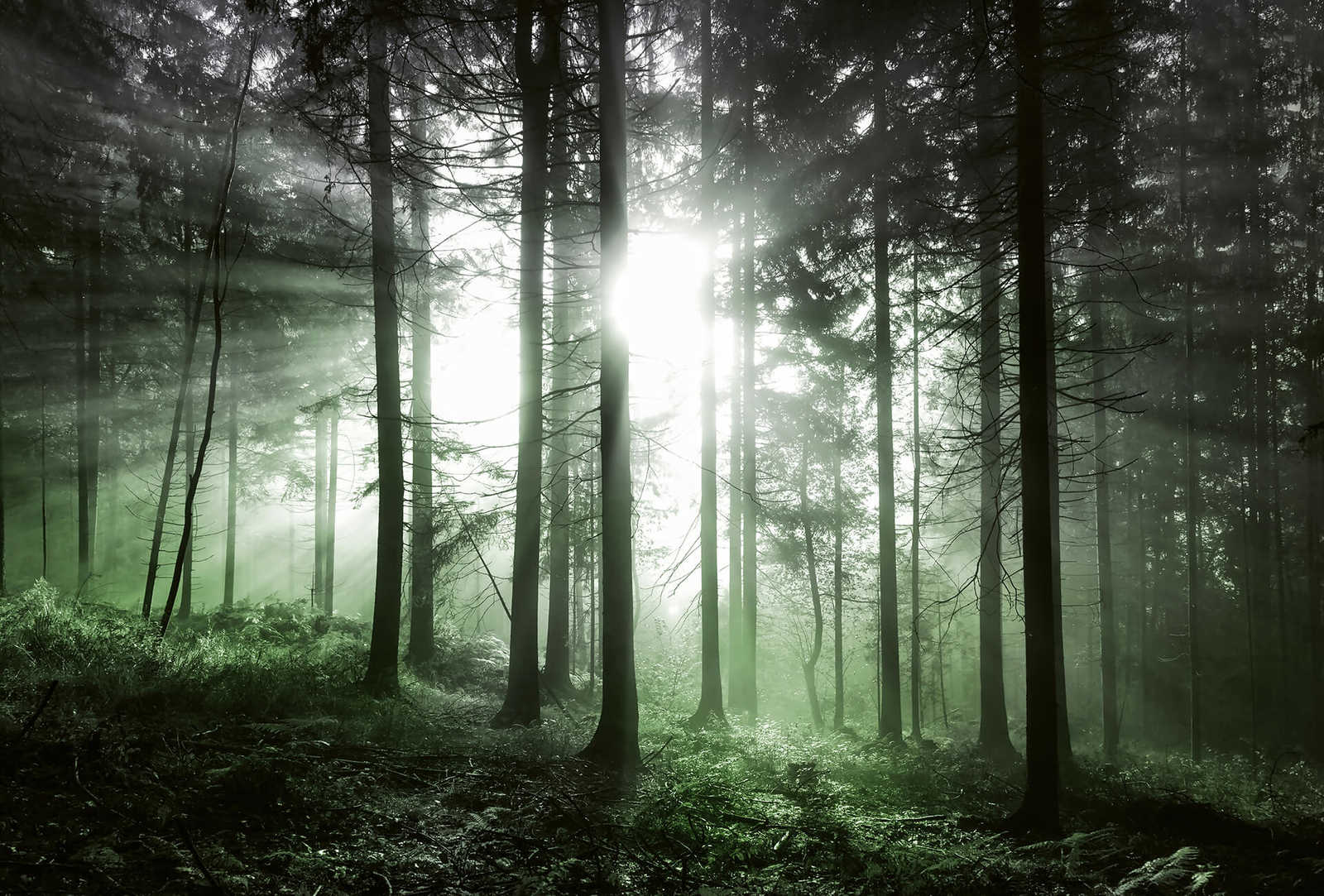 Fototapete Wald mit Lichteinfall – Grün, Schwarz, Weiß

