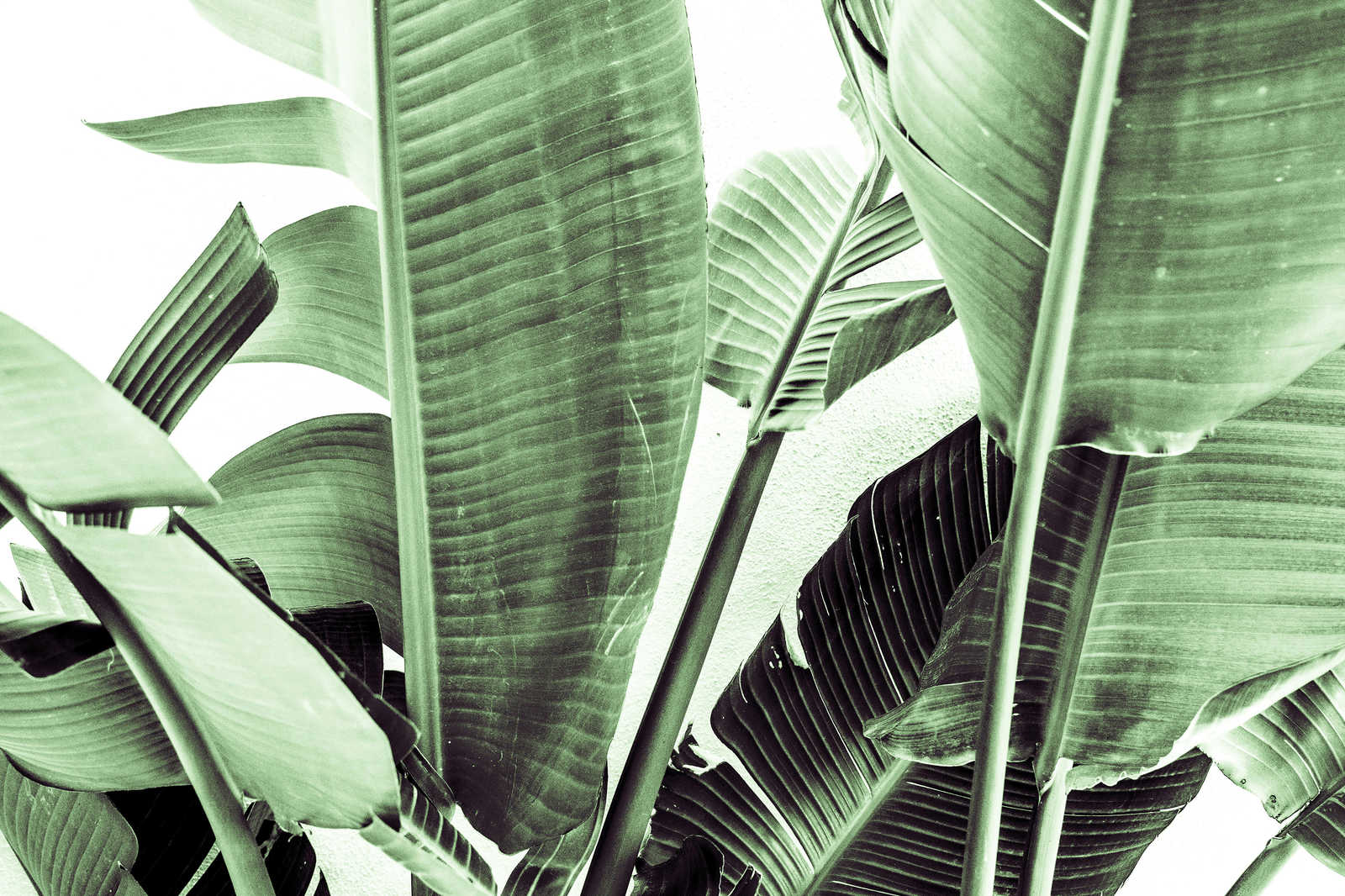             Leinwandbild Detailaufnahme von Palmenblättern – 0,90 m x 0,60 m
        