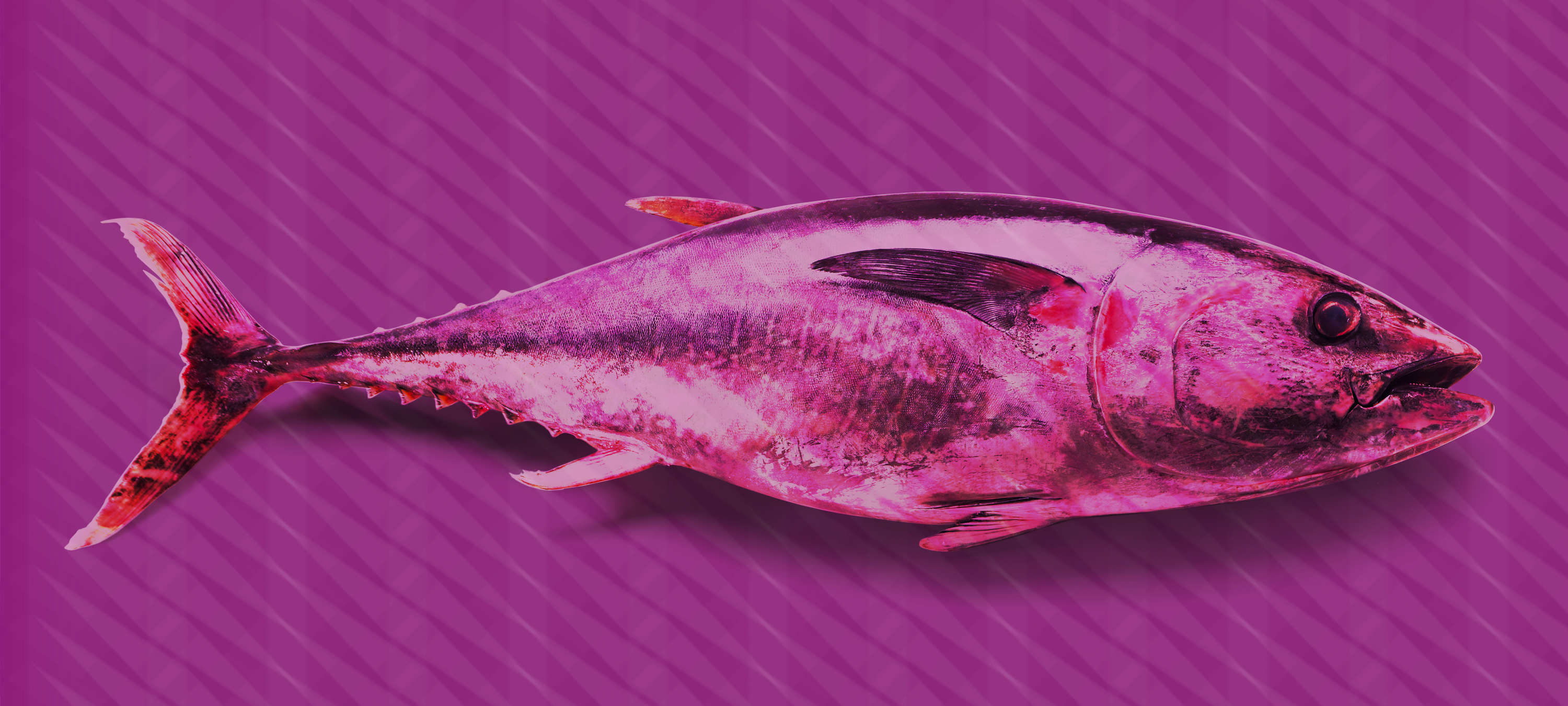            Thunfisch-Fototapete im Pop Art Stil – Violett, Rosa, Rot – Perlmutt Glattvlies
        