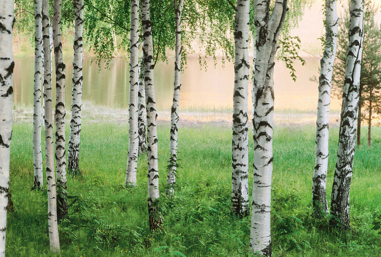 Natur Fototapete Birkenwald am See – Grün
