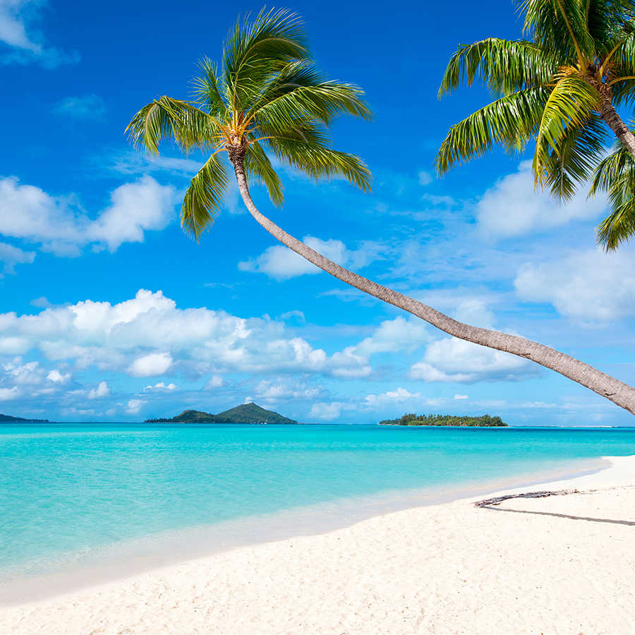 Strand Fototapete Palmen am Meer auf Premium Glattvlies
