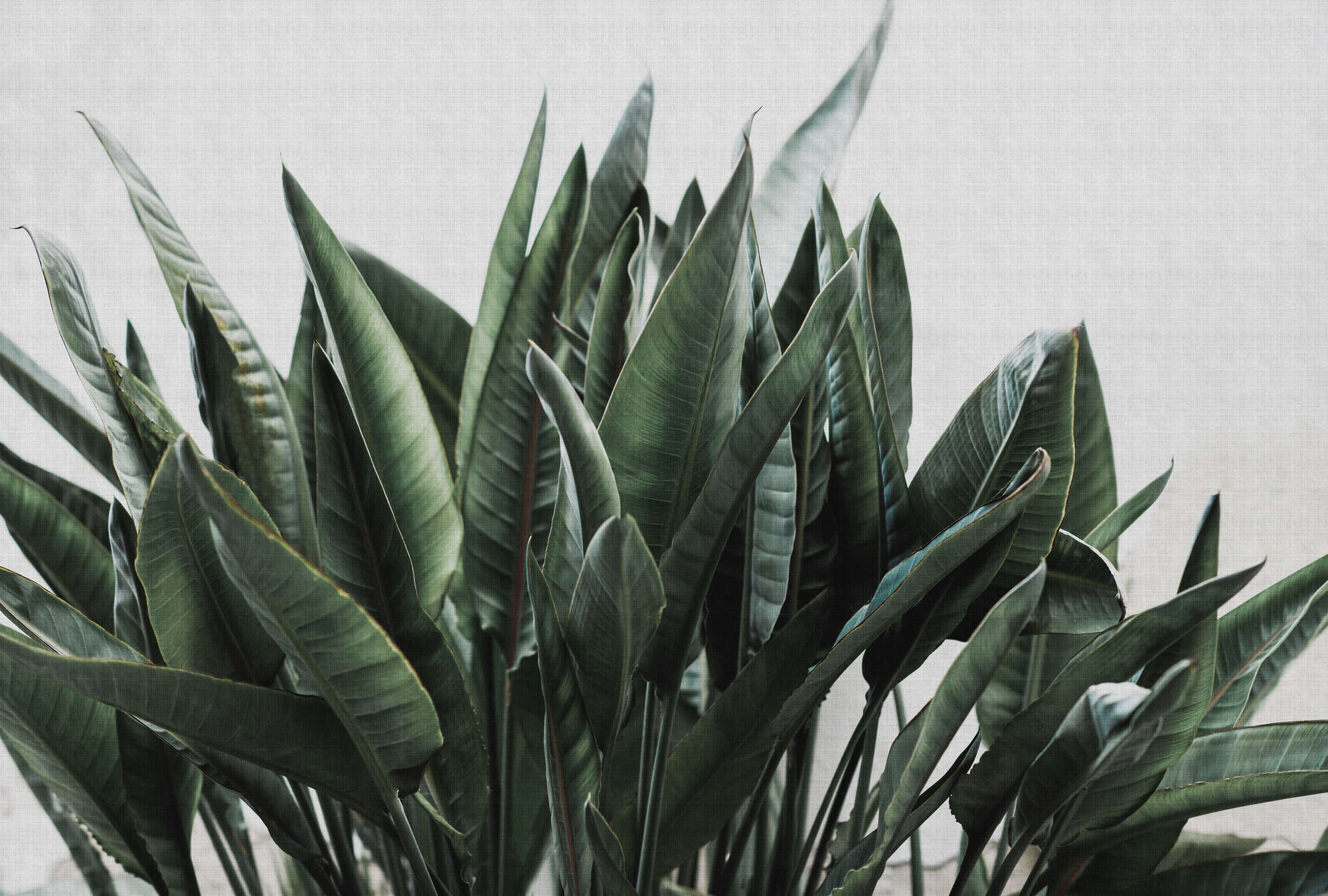             Urban jungle 2 - Palmenblätter Fototapete, naturleinen Struktur exotische Pflanzen – Grau, Grün | Premium Glattvlies
        