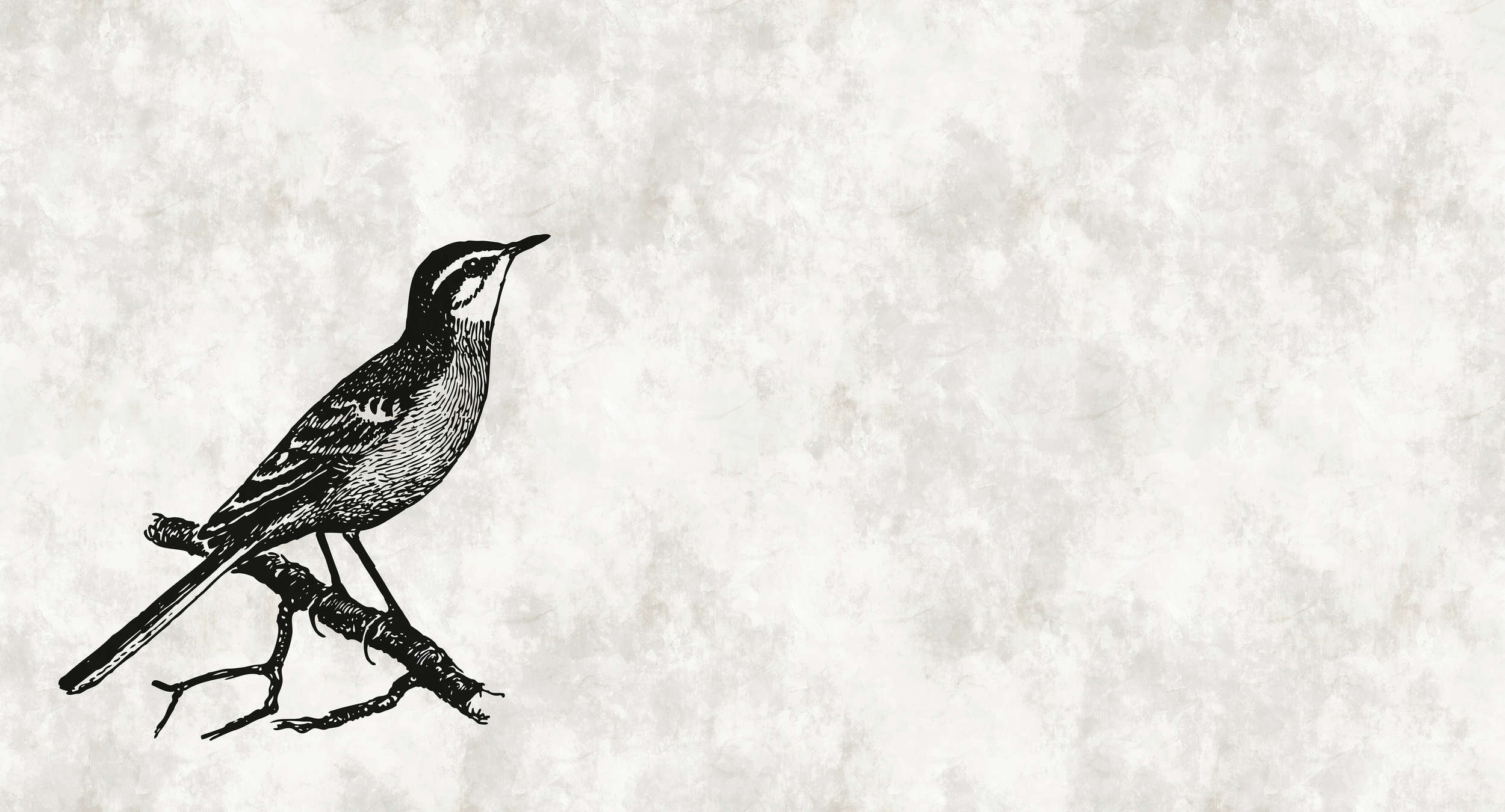             Vogel Fototapete im Zeichenlook mit Putzoptik – Weiß, Schwarz
        
