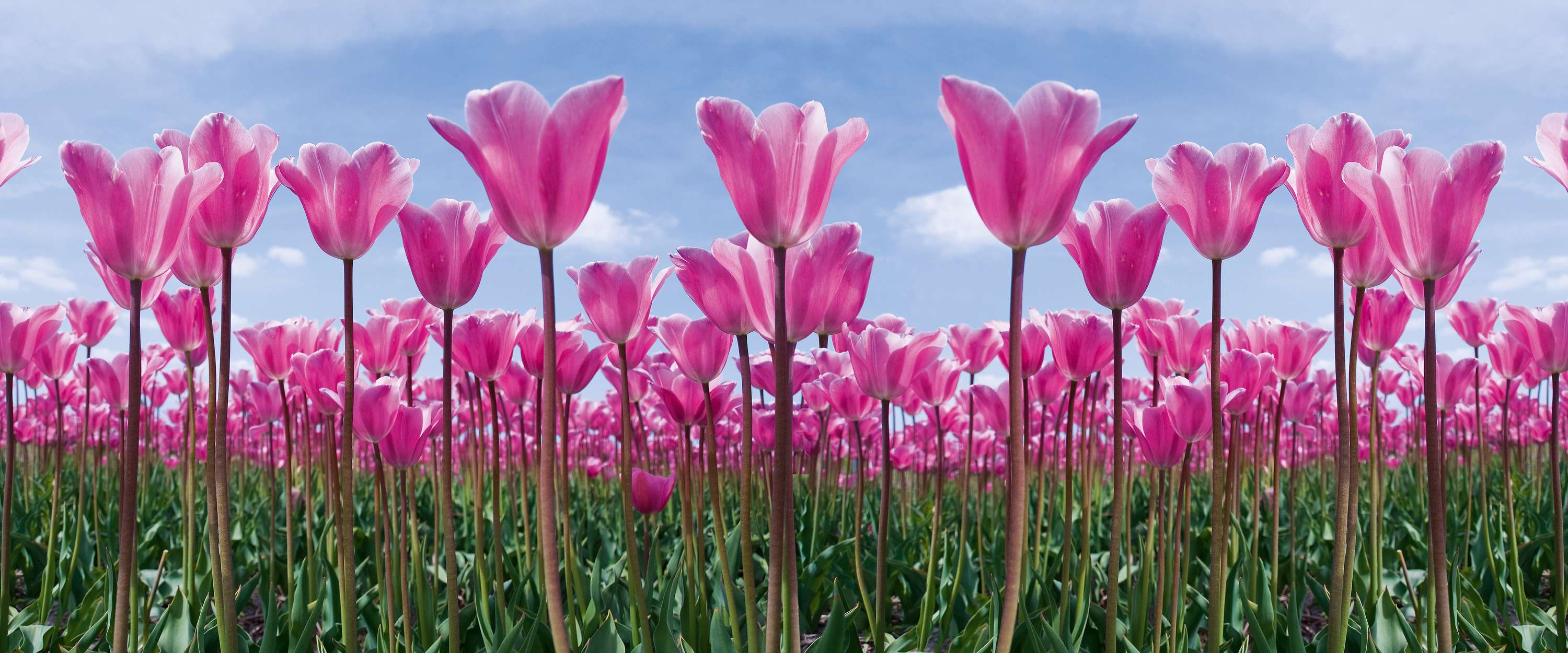             Tulpenfeld – Fototapete Blumen mit pinken Tulpen
        