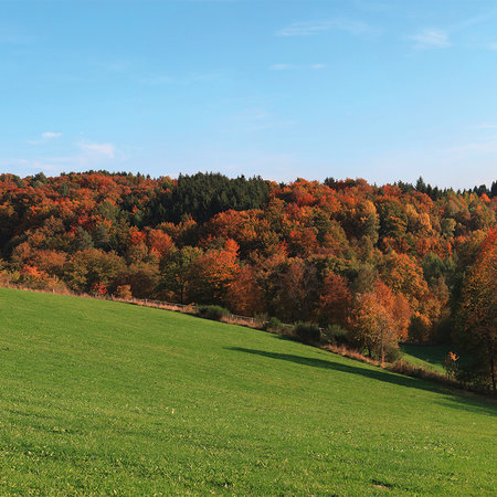 Fototapete Wald & Wiese – Bunter Laubwald im Herbst
