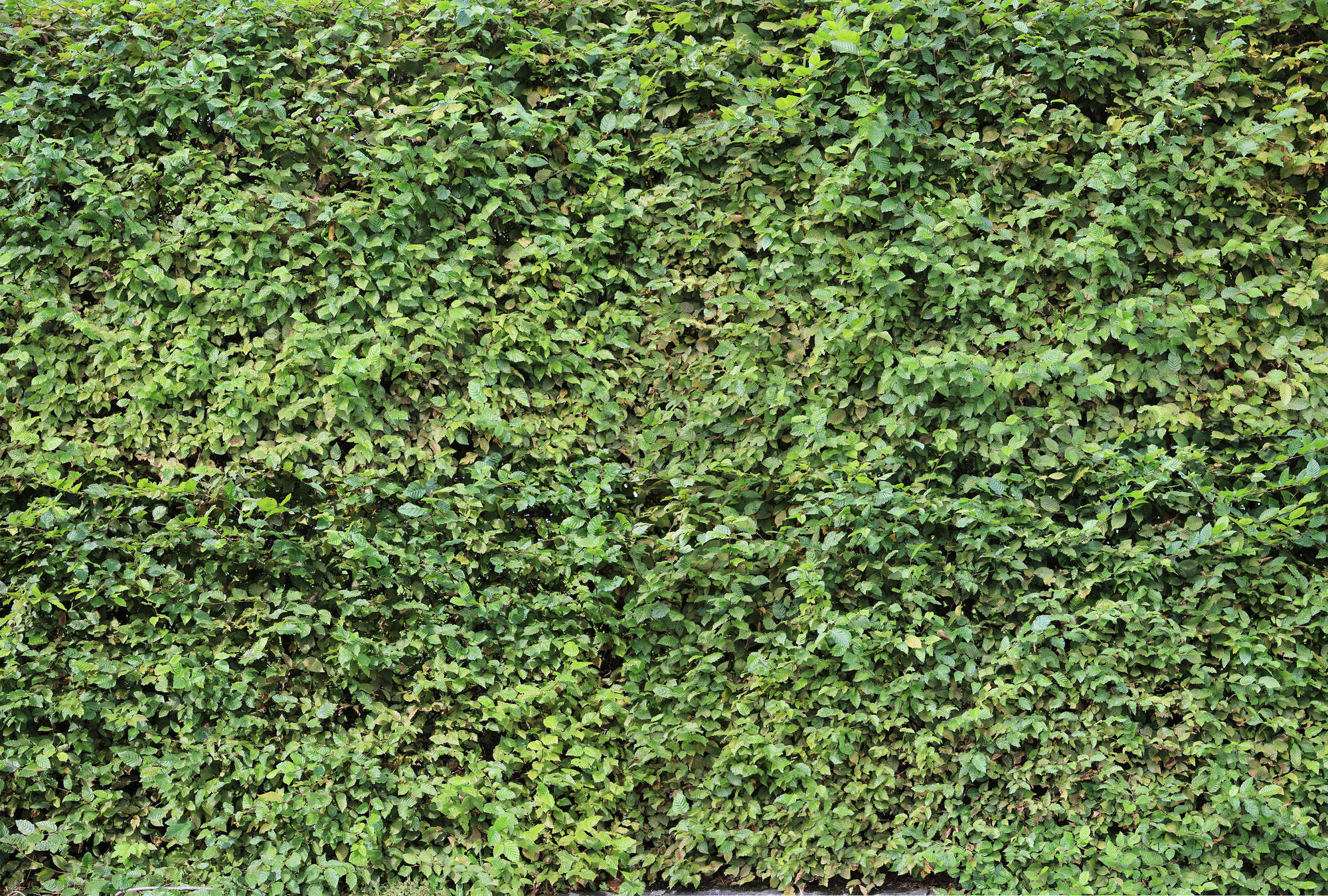             Fototapete grüne Hecke Blätter Dickicht mit 3D Effekt
        