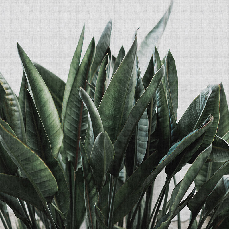 Urban jungle 2–Palmenblätter Fototapete, naturleinen Struktur exotische Pflanzen – Grau, Grün | Perlmutt Glattvlies
