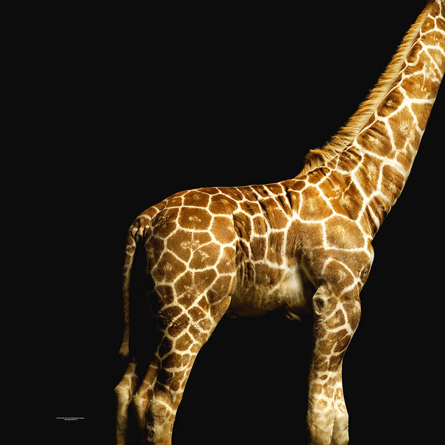 Giraffen Fototapete vor schwarzem Hintergrund auf Premium Glattvlies

