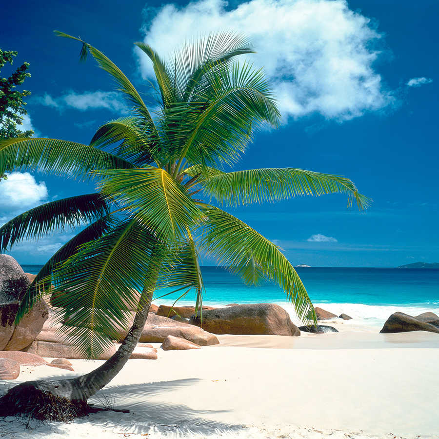 Strand Fototapete Palme mit blauem Meer auf Perlmutt Glattvlies
