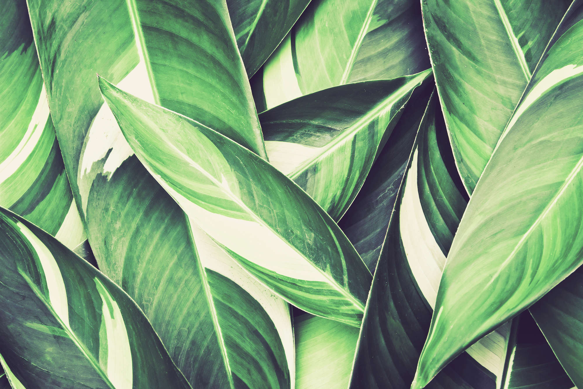            Natur Fototapete Palmenblätter Motiv grün auf Premium Glattvlies
        