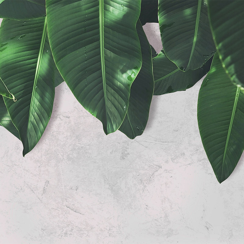 Palmblätter Fototapete Blätterwand – Grau, Grün

