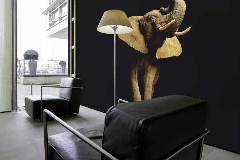            Elefanten Fototapete vor schwarzem Hintergrund auf Premium Glattvlies
        