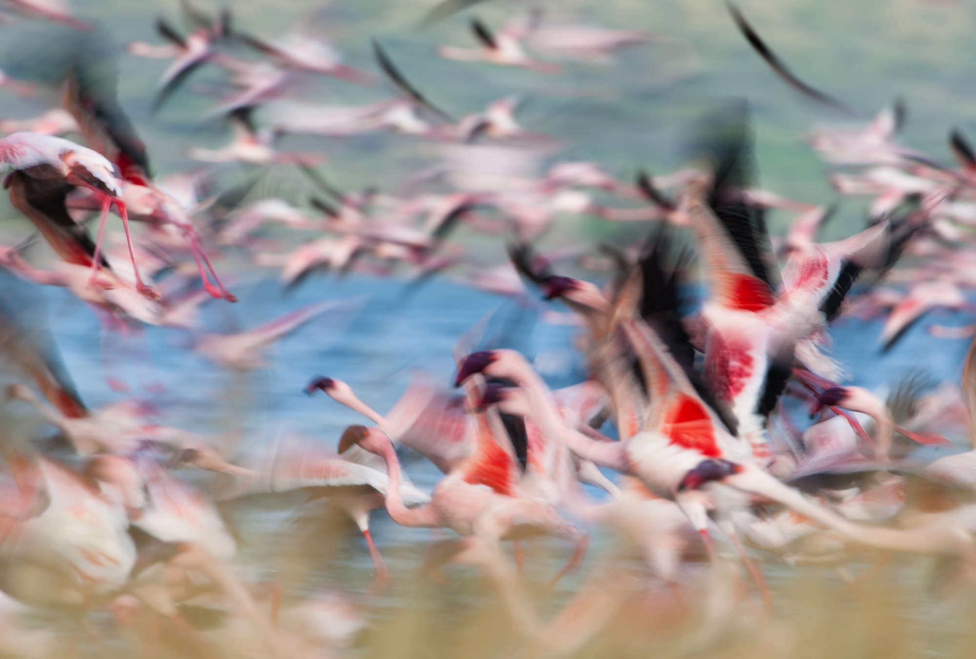             Fototapete Flamingos beim Flugstart
        