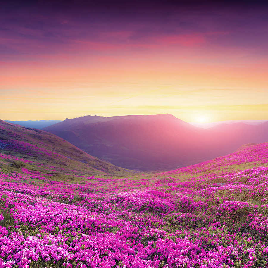 Natur Fototapete Blumenwiese in den Bergen auf Perlmutt Glattvlies
